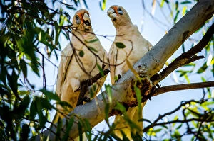 Images Dated 3rd January 2016: Western Corella