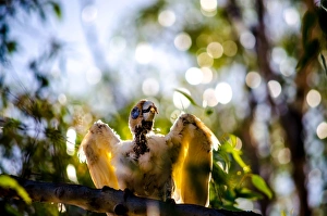 Images Dated 3rd January 2016: Western Corella or white cockatoo