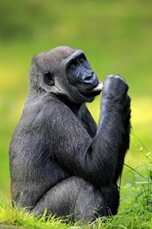 Western Lowland Gorilla, (Gorilla gorilla gorilla) Western Lowland Gorilla, (Gorilla gorilla gorilla)