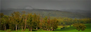 Wet day in the hills near Scottsdale, Tasmania, Australia Wet day in the hills near Scottsdale, Tasmania, Australia