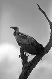 Cape Floral Region Protected Areas Gallery: A White-backed Vulture Resting on a Branch at Kruger National Park, South Africa