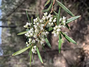 White bush wildflowers in bloom in Australia in spring White bush wildflowers in bloom in Australia in spring