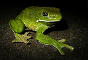 White-lipped Tree Frog (Litoria infrafrenata) White-lipped Tree Frog (Litoria infrafrenata)