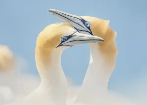 Wild Australasian gannet (Morus serrator) pair performing courtship ritual Wild Australasian gannet (Morus serrator) pair performing courtship ritual