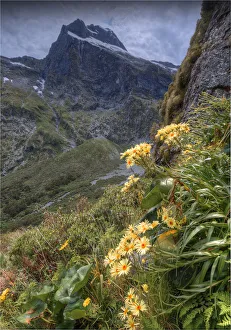 Wild Daisies, Fjordland, South Island, New Zealand Wild Daisies, Fjordland, South Island, New Zealand