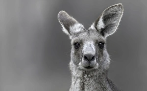 Wild Eastern Gray Kangaroo (Macropus giganteus) Wild Eastern Gray Kangaroo (Macropus giganteus)