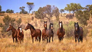 Grass Gallery: Wild Horses Australia