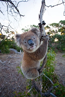 Wild Koala Bear at Mikkira Station - Australia Wild Koala Bear at Mikkira Station - Australia
