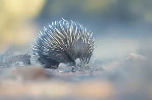 A wild short-beaked echidna (Tachyglossus aculeatus) wandering through scrub, foraging for food A wild short-beaked echidna (Tachyglossus aculeatus) wandering through scrub, foraging for food