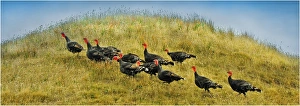 Wild Turkeys roaming in the countryside of King Island, Bass Strait, Tasmania, Australia Wild Turkeys roaming in the countryside of King Island, Bass Strait, Tasmania, Australia