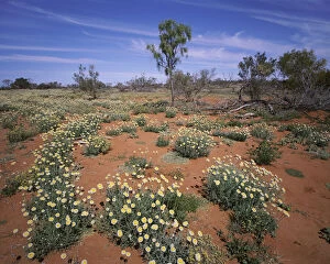 Wildflowers and daisies in Sturt Stony Desert, New South Wales, Australia