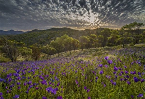 Wildflowers in the spring at Bunaroo valley in the southern region of Flinders Ranges Wildflowers in the spring at Bunaroo valley in the southern region of Flinders Ranges