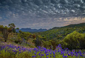 Wildflowers in the spring at Bunaroo valley in the southern region of Flinders Ranges National Park, South Australia Wildflowers in the spring at Bunaroo valley in the southern region of Flinders Ranges National Park, South Australia
