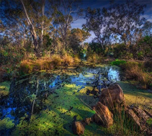 Images Dated 12th August 2019: Winter light at the Hidden Grove freshwater ponds, Keysborough, Victoria, Australia