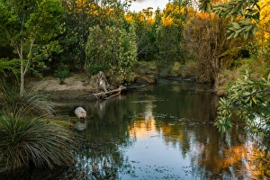 Wombat at Bernacchis Creek, Maria Island, Tasmania Wombat at Bernacchis Creek, Maria Island, Tasmania