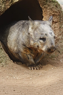 Wombat at burrow, (Vombatus ursinus hirsutus), Australia Wombat at burrow, (Vombatus ursinus hirsutus), Australia