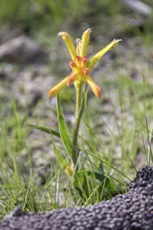 Yellow Kangaroo Paw Flower, Western Australia Yellow Kangaroo Paw Flower, Western Australia