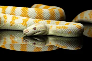 Yellow and white striped Albino Darwin python snake against a black background Yellow and white striped Albino Darwin python snake against a black background