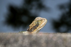 Young dragon Young dragon