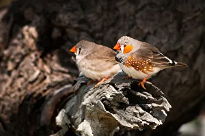Zebra Finch (Taeniopygia guttata) pair, Australia Zebra Finch (Taeniopygia guttata) pair, Australia