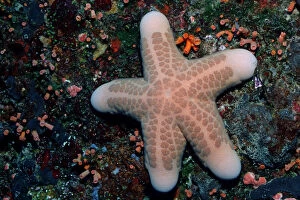 Echinoderms Gallery: 1, above, angle, animal, animals, anthozoa, aquatic, asteroidea, blue, bodies, body