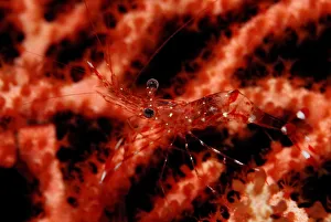 1, animal, animals, aquatic, arthropod, arthropoda, arthropods, asia, asian, bodies 1, animal, animals, aquatic, arthropod, arthropoda, arthropods, asia, asian, bodies