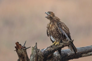 <b class=qtipBold><figcaption>Enough Already</figcaption></b><br>Perhaps this is what the young hawk was shouting at the rain as he was stranded on a perch and getting pounded quite badly. Taken at Coyote Hills Regional Park in Fremont, California.<br><em>© 2016 Phoo Chan</em> Enough Already