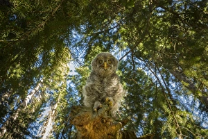 <b class=qtipBold><figcaption>Down below</figcaption></b><br>A great grey owl chicks looks down at the camera from his perch upon a fallen log in the dense forests of Wyoming. Taken in Grand Teton National Park.<br><em>© 2015 Chase Dekker Wild-Life Images</em> Down below