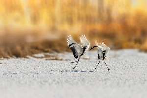 2 Red-crowned cranes landing on a snowgound with yellow bokeh background 2 Red-crowned cranes landing on a snowgound with yellow bokeh background