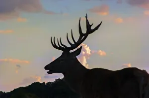 <b class=qtipBold><figcaption>2016 Rut. Richmond Park</figcaption></b><br>Come Autumn in Richmond Park, London, UK, the rutting season is in full swing. Posturing, bellowing, mud baths and chasing of hinds and does by the larger more aggressive bulls and bucks is common place<br><em>© Howard Pugh (Marais)</em> 2016 Rut. Richmond Park