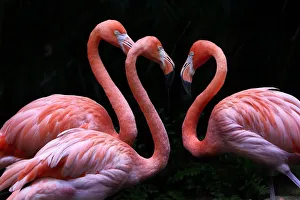<b class=qtipBold><figcaption>3 Flamingo on Black</figcaption></b><br>A close-up of 3 pink and white Flamingo on a black background with copy space.<br><em>© This content is subject to copyright.</em> 3 Flamingo on Black