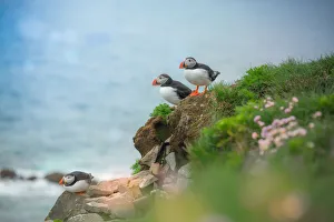 <b class=qtipBold><figcaption>3 puffins on a cliff</figcaption></b><br><em>© CoolbieRe</em> 3 puffins on a cliff