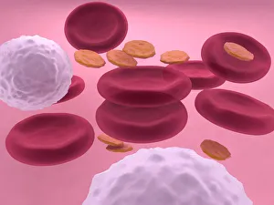 3d-visualisation of blood cells with erythrocytes, leukocytes and platelets 3d-visualisation of blood cells with erythrocytes, leukocytes and platelets