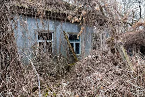 Abandoned house covered with wild grapes. Chernbyl zone, Ukraine Abandoned house covered with wild grapes. Chernbyl zone, Ukraine