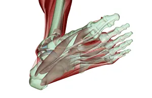 abductor digiti minimi, abductor hallucis, anatomy, below view, flexor digitorum brevis abductor digiti minimi, abductor hallucis, anatomy, below view, flexor digitorum brevis