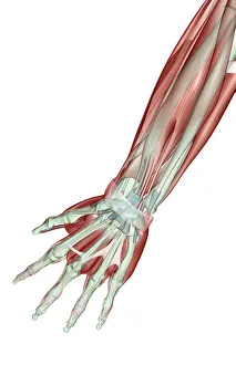 abductor pollicis, abductor pollicis longus, adductor digiti minimi, anatomy, arm abductor pollicis, abductor pollicis longus, adductor digiti minimi, anatomy, arm