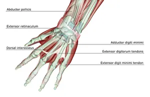 abductor pollicis, adductor digiti minimi, anatomy, back view, dorsal interosseus abductor pollicis, adductor digiti minimi, anatomy, back view, dorsal interosseus