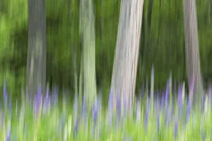 Abstract artistic blur of trees and lupine (Lupinus) blossoms, Wisconsin, USA Abstract artistic blur of trees and lupine (Lupinus) blossoms, Wisconsin, USA