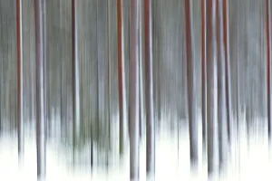 The abstract details of tree trunks Rovaniemi Lapland Finland The abstract details of tree trunks Rovaniemi Lapland Finland