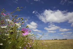 abundance, annual, aster, attractive, beauty in nature, blue sky, close up, cloud abundance, annual, aster, attractive, beauty in nature, blue sky, close up, cloud