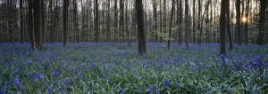 abundance, beauty in nature, belgium, blue, bluebell, flemish brabant, flower, forest