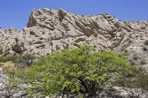 Acacia shrub and geological formations of a dry lake bed in the Monument Natural Angastaco, Salta, Argentina Acacia shrub and geological formations of a dry lake bed in the Monument Natural Angastaco, Salta, Argentina