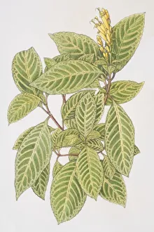 Acanthaceae, sanchezia speciosa, leafy plant with yellow flowerhead Acanthaceae, sanchezia speciosa, leafy plant with yellow flowerhead