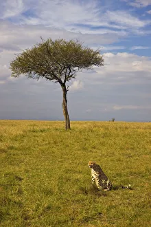 acinonyx jubatus, africa, alertness, animal behavior, animal themes, animals in the wild acinonyx jubatus, africa, alertness, animal behavior, animal themes, animals in the wild