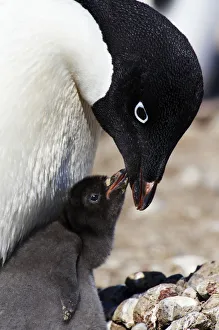 Nature wildlife/ben cranke/ada lie penguins pygoscelis adeliae Nature wildlife/ben cranke/ada lie penguins pygoscelis adeliae