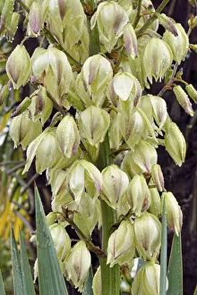 Adams Needle, Spanish Bayonet or Spoon-leaf Yucca -Yucca filamentosa- during rain, Canton of Tessin, Switzerland Adams Needle, Spanish Bayonet or Spoon-leaf Yucca -Yucca filamentosa- during rain, Canton of Tessin, Switzerland