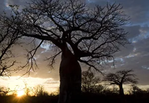 Images Dated 11th July 2009: adansonia digitata, backlit, bare tree, beauty in nature, boabab tree, cloud, color image