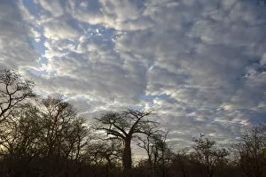Images Dated 11th July 2009: adansonia digitata, backlit, bare tree, beauty in nature, boabab tree, cloud, color image