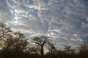 Images Dated 11th July 2009: adansonia digitata, backlit, bare tree, beauty in nature, boabab tree, cloud, color image