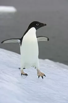 Adelie Penguin Gallery: Adelie penguin on ice, Antarctic Peninsula
